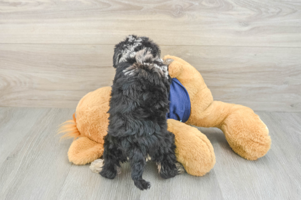 Mini Schnoodle Pup Being Cute