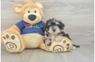 Best Mini Schnoodle Baby