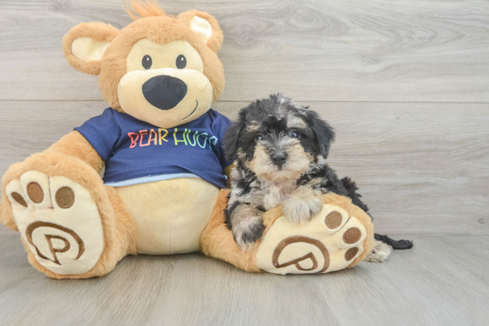 Best Mini Schnoodle Baby