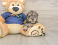 5 week old Mini Schnoodle Puppy For Sale - Premier Pups