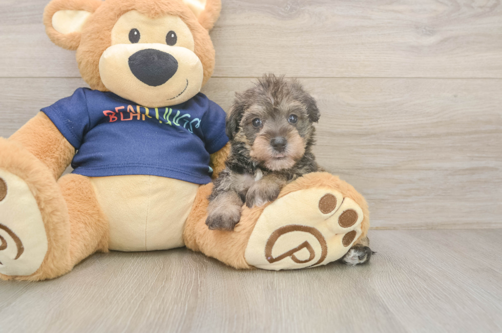 5 week old Mini Schnoodle Puppy For Sale - Premier Pups
