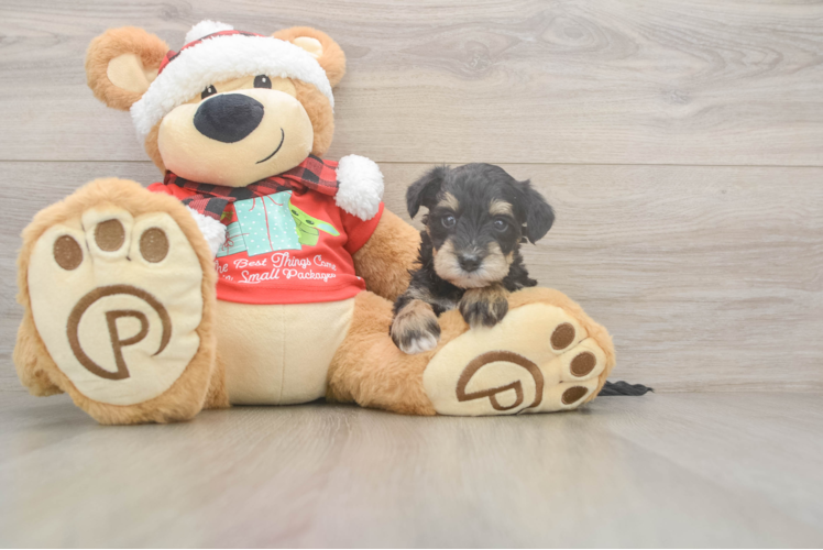 Mini Schnoodle Puppy for Adoption