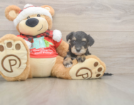 5 week old Mini Schnoodle Puppy For Sale - Premier Pups