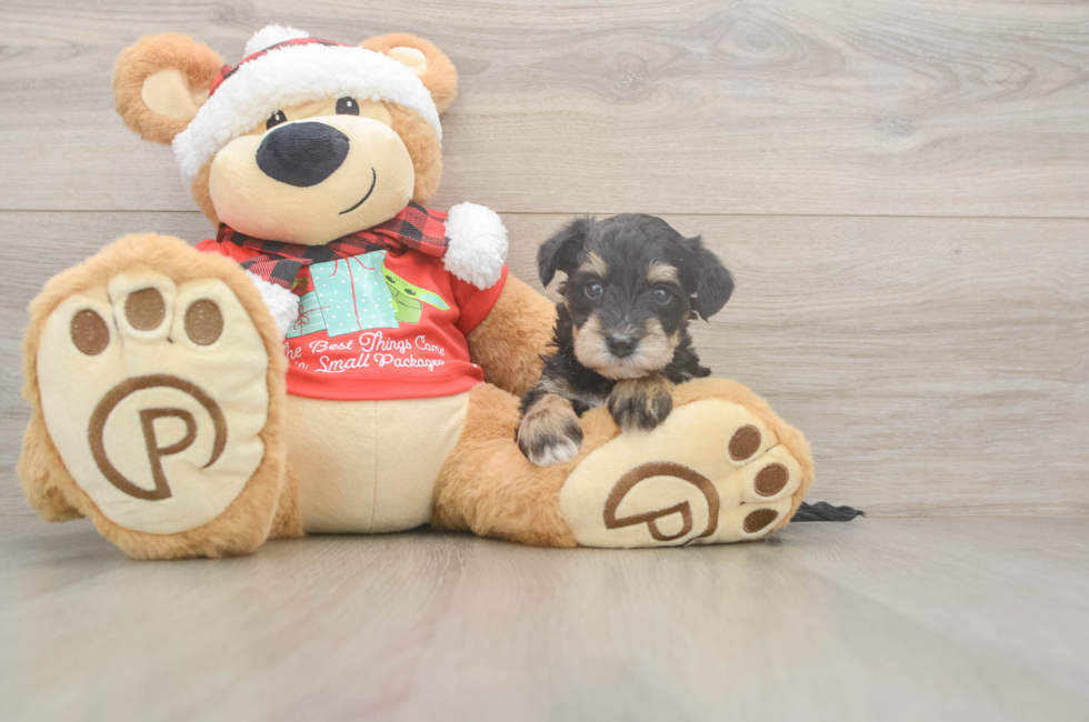 5 week old Mini Schnoodle Puppy For Sale - Premier Pups