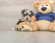 5 week old Mini Schnoodle Puppy For Sale - Premier Pups