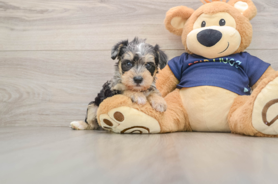 Best Mini Schnoodle Baby