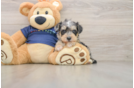 Cute Mini Schnoodle Poodle Mix Puppy