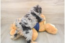 Cute Schnauzer Doodle Poodle Mix Puppy