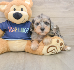 5 week old Mini Schnoodle Puppy For Sale - Premier Pups
