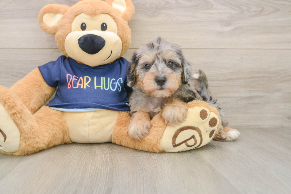 Mini Schnoodle Puppy for Adoption