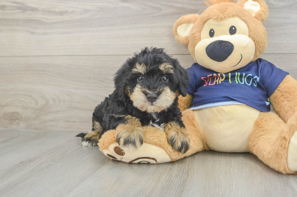 5 week old Mini Schnoodle Puppy For Sale - Premier Pups