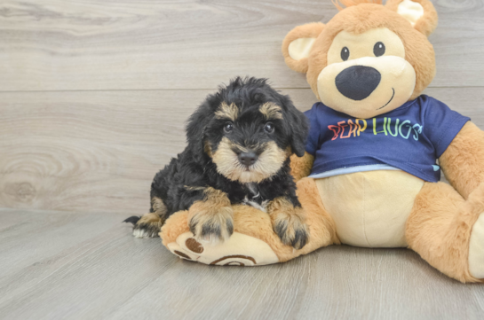 Cute Mini Schnoodle Poodle Mix Pup
