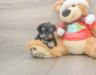 5 week old Mini Schnoodle Puppy For Sale - Premier Pups