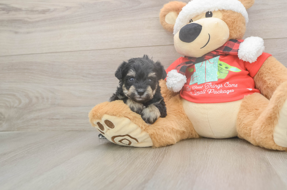 5 week old Mini Schnoodle Puppy For Sale - Premier Pups