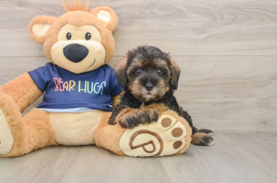 BARRY, a Mini Schnoodle littermate