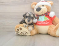 5 week old Mini Schnoodle Puppy For Sale - Premier Pups