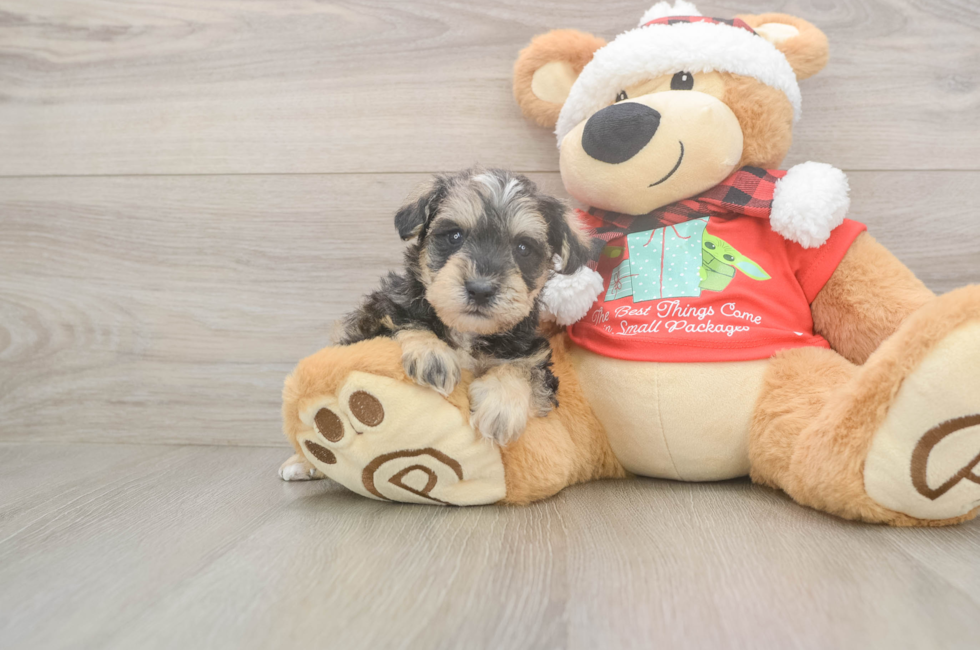 5 week old Mini Schnoodle Puppy For Sale - Premier Pups