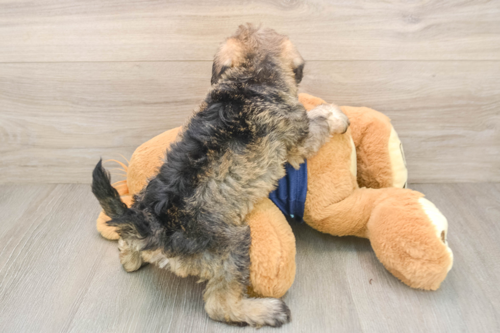 Mini Schnoodle Pup Being Cute