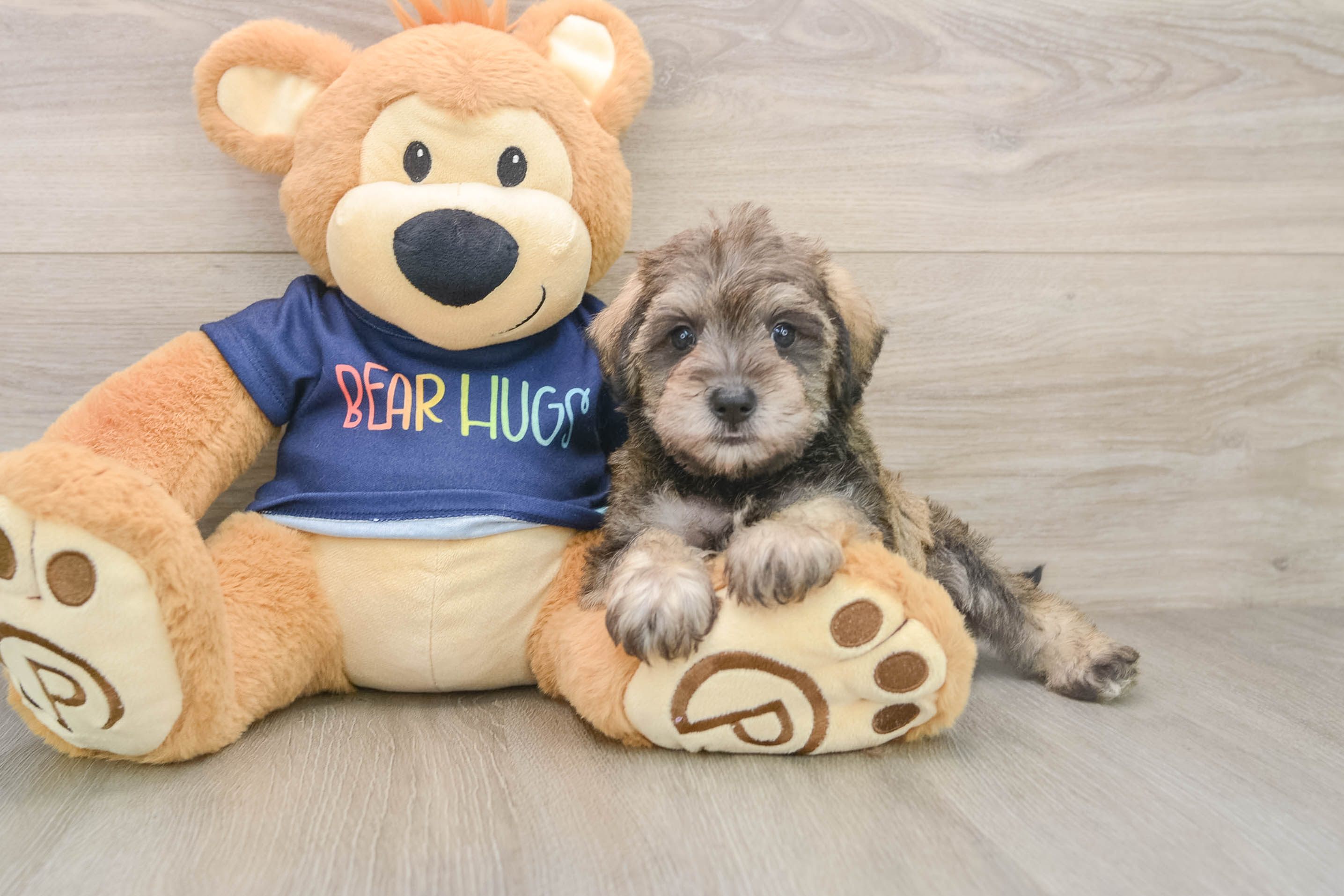 Mini Schnoodle Puppy for Adoption