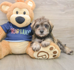 5 week old Mini Schnoodle Puppy For Sale - Premier Pups