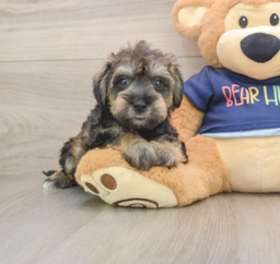 5 week old Mini Schnoodle Puppy For Sale - Premier Pups