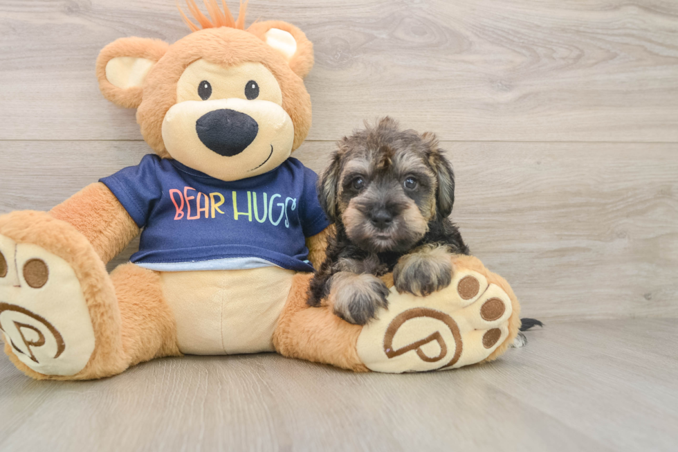 Cute Mini Schnoodle Poodle Mix Pup