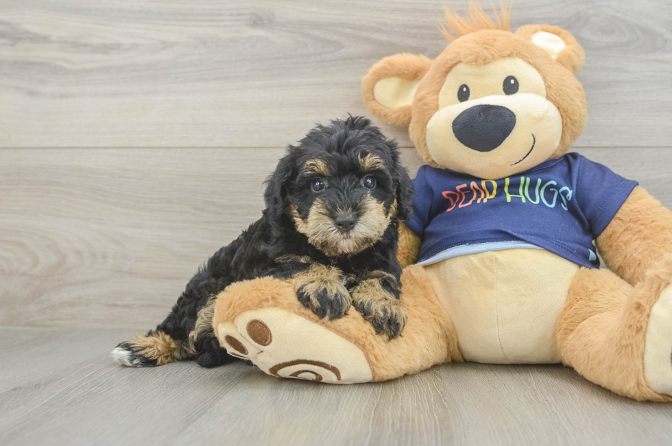 5 week old Mini Schnoodle Puppy For Sale - Premier Pups