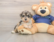 5 week old Mini Schnoodle Puppy For Sale - Premier Pups