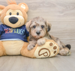 6 week old Mini Schnoodle Puppy For Sale - Premier Pups
