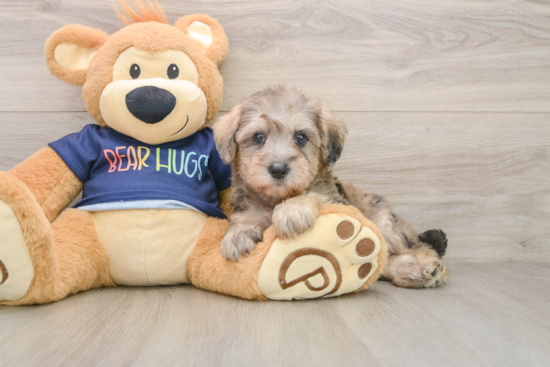 Best Mini Schnoodle Baby