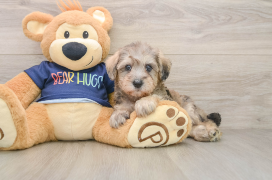 Best Mini Schnoodle Baby