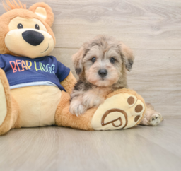5 week old Mini Schnoodle Puppy For Sale - Premier Pups