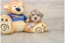 Best Mini Schnoodle Baby