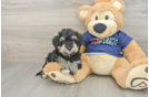 Mini Schnoodle Pup Being Cute