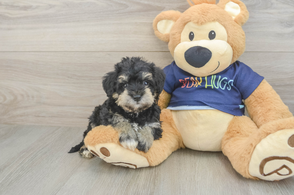 5 week old Mini Schnoodle Puppy For Sale - Premier Pups