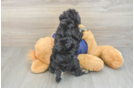 Cute Mini Schnoodle Poodle Mix Pup