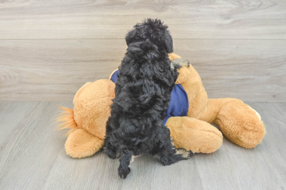 Cute Mini Schnoodle Poodle Mix Pup