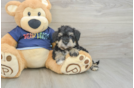 Mini Schnoodle Pup Being Cute