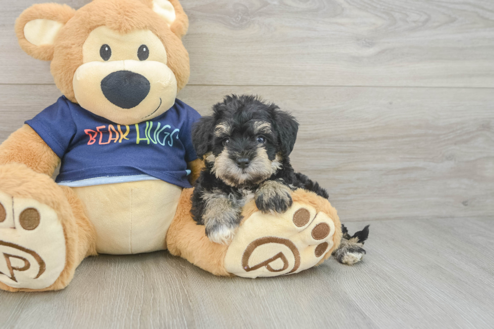 Mini Schnoodle Pup Being Cute