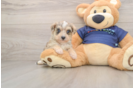 Cute Mini Schnoodle Baby