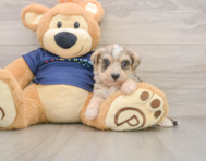 5 week old Mini Schnoodle Puppy For Sale - Premier Pups