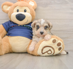 7 week old Mini Schnoodle Puppy For Sale - Premier Pups