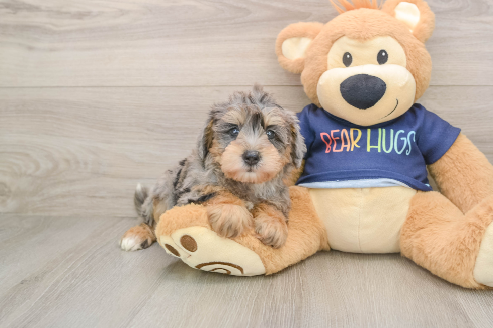 Cute Schnauzer Doodle Poodle Mix Puppy