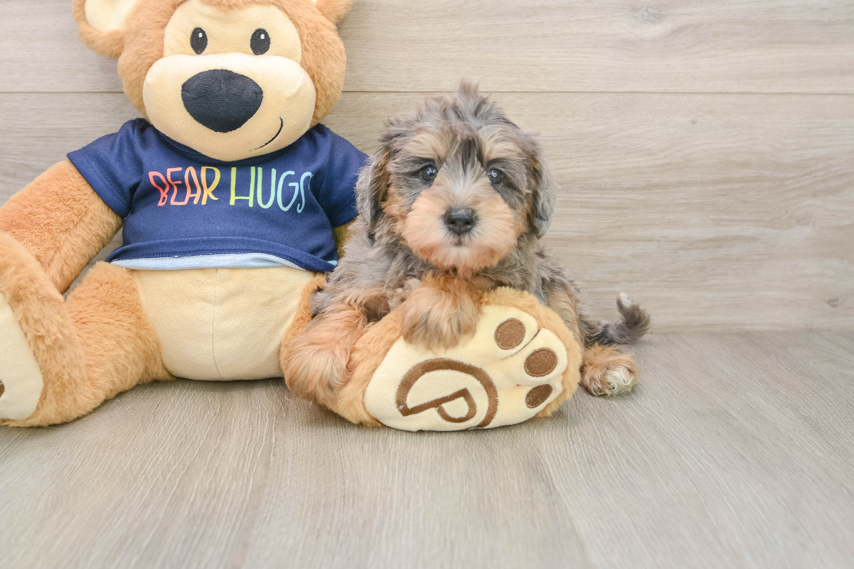 Mini Schnoodle Pup Being Cute