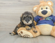 6 week old Mini Schnoodle Puppy For Sale - Premier Pups