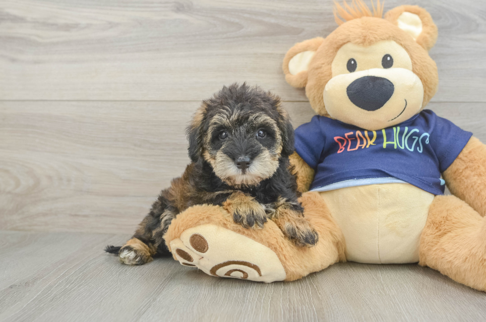 5 week old Mini Schnoodle Puppy For Sale - Premier Pups