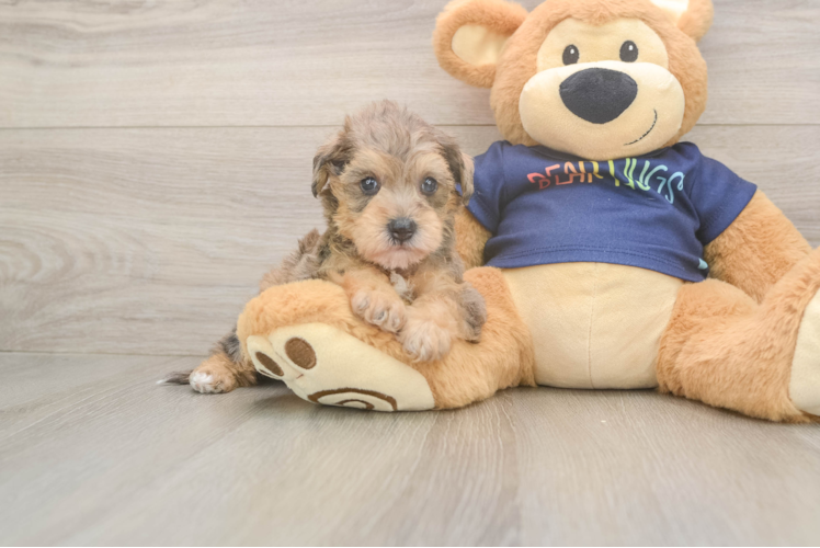 Mini Schnoodle Pup Being Cute