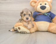 5 week old Mini Schnoodle Puppy For Sale - Premier Pups