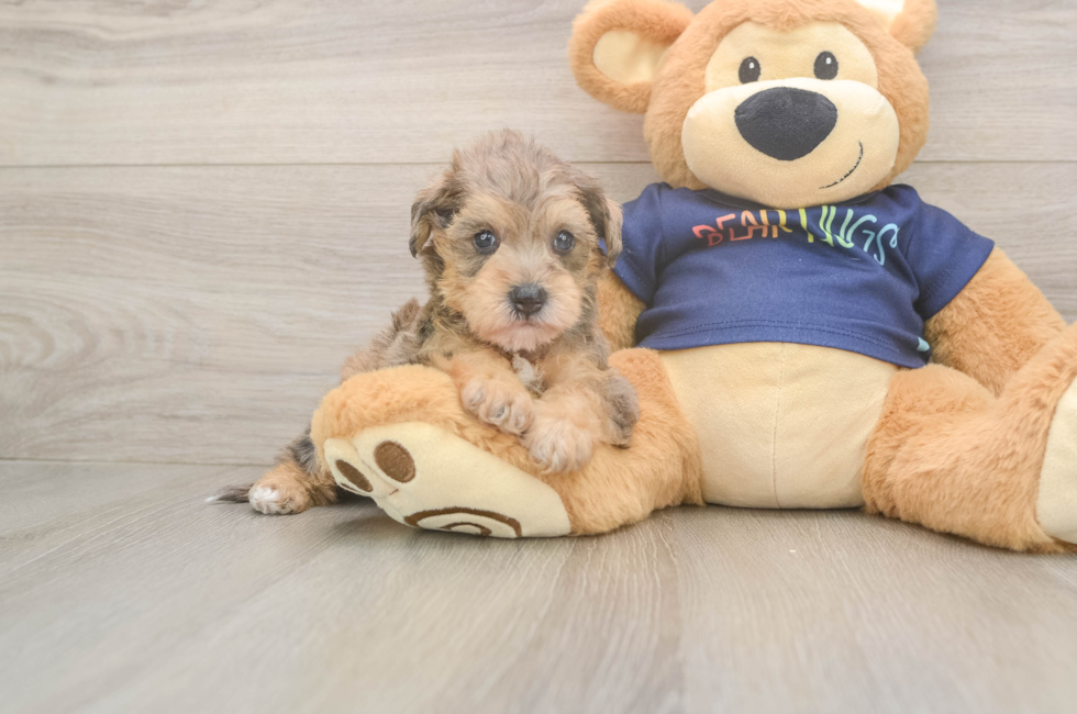 5 week old Mini Schnoodle Puppy For Sale - Premier Pups