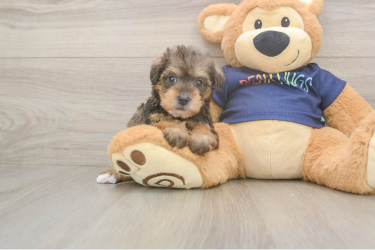 Mini Schnoodle Puppy for Adoption